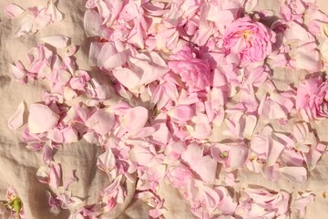 Beautiful tea rose petals on beige fabric, flat lay