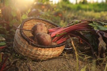 Fresh ripe beets in wicker basket on ground at farm