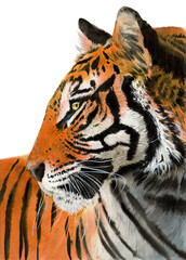 Watercolor illustration of a striped black and red tiger with golden eyes on a transparent background