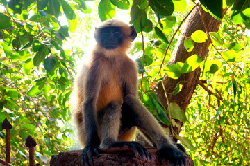 Monkey sitting on the background of the forest in Gokarna.