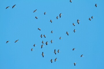 Kraniche sammeln sich am Himmel 