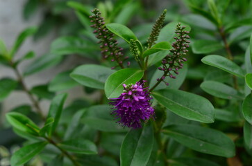 Autumn flowers in the garden