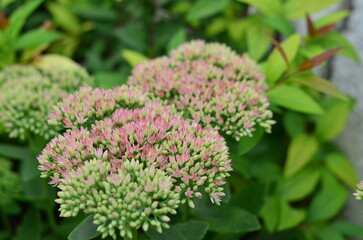 Autumn flowers in the garden