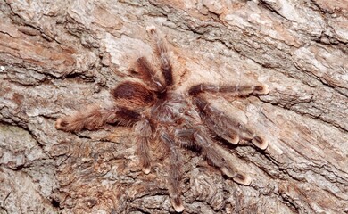 Hairy brown spider closeup