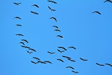 Kraniche sammeln sich am Himmel 