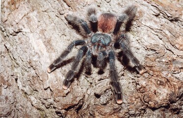 Hairy brown spider closeup