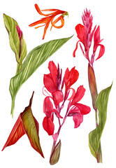 A set of watercolor illustrations of a canna lily flower. Set of illustrations with tropical flowers and leaves for background, texture, wrapper pattern, frame or border.