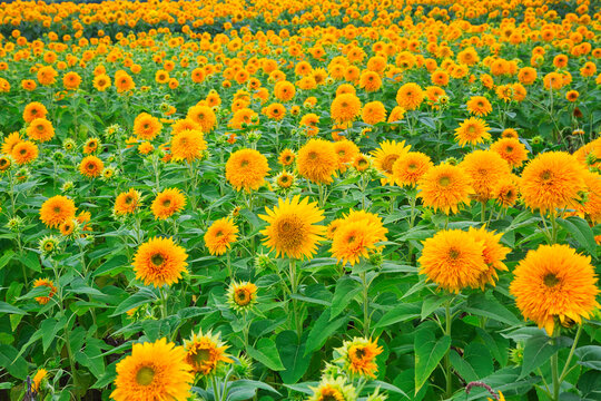 八重ひまわり Images Browse 38 Stock Photos Vectors And Video Adobe Stock