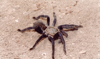 Hairy brown spider closeup