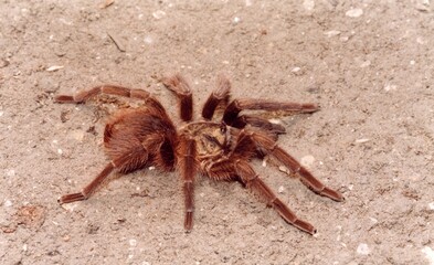 Hairy brown spider closeup