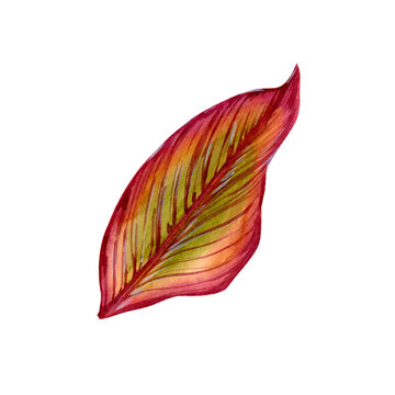 Isolate watercolor illustration of a canna lily leaf on a white background. Illustration of a tropical flower with leaves for background,texture, wrapper pattern, frame or border.