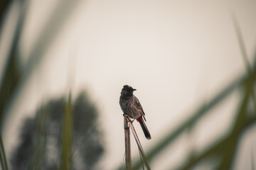 Pycnonotus cafer, red-vented bulbul bird