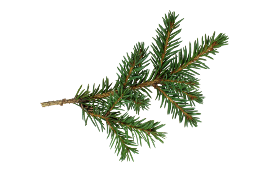 The branch of spruce