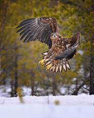 Young White-tailed eagle start to flying in the winter snow forest