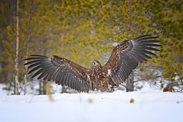 Young White-tailed eagle spreading wings in the winter snow forest