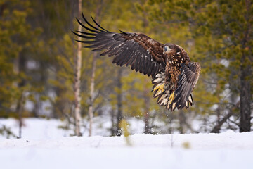 Obraz premium Young White-tailed eagle start to flying in the winter snow forest