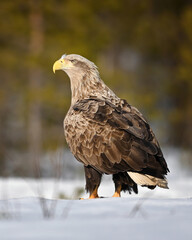 Old White-tailed eagle staing on the snow