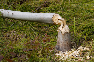 Damage done by a beaver to a tree trunk near a river © Robert Knapp