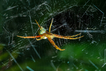 A giant wood spider waiting for its prey on a sunny day