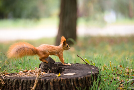 squirrel sits on a stump in the park in autumn