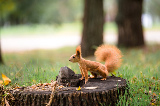 squirrel sits on a stump in the park in autumn