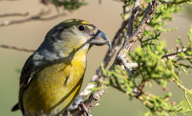 Close-up shot of a Red Crossbill