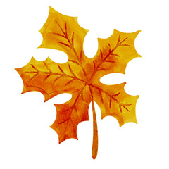 watercolor of maple leaf in autumn season 