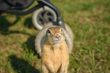 the wild gopher is not afraid of people and sits near a baby carriage during a walk. selective focus, close-up
