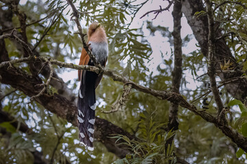 An exotic long-tailed bird peeping at the camera perched on a tree branch