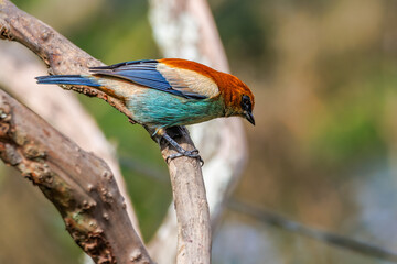 A colorful songbird perched on a tree branch