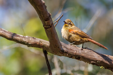 A rufous small bird perched on a tree branch on a sunny morning