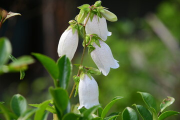 花の中に蛍を入れたと言われるホタルブクロ