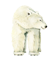 Naklejka na ściany i meble animal white polar bear watercolor illustration.