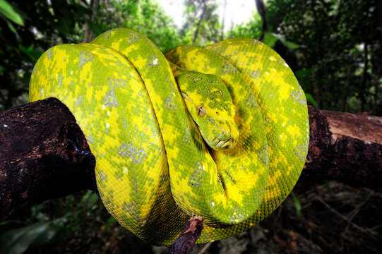 Green tree python // Gr&uuml;ner Baumpython (Morelia viridis)