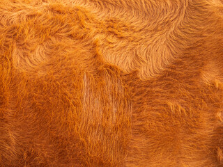 close up of cow fur. animal skin texture