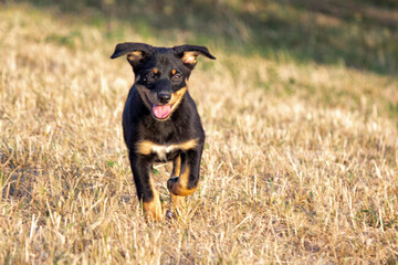 H&uuml;tehund Welpen