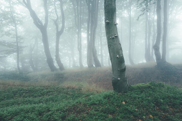 morning in the forest