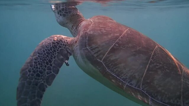 turtle in the water