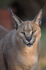 Close up portrait of a Caracal in South Africa in Kruger National Park