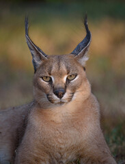 Close up portrait of a Caracal in South Africa in Kruger National Park - obrazy, fototapety, plakaty
