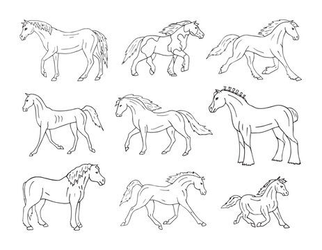 Vector set of hand drawn doodle sketch horse breeds isolated on white background