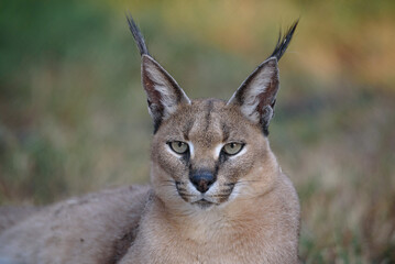 Close up portrait of a Caracal in South Africa in Kruger National Park