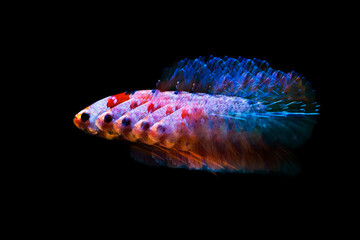 betta fish multicolour movement with Stroboscopic technique photography
