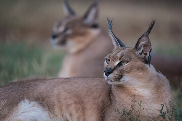 pair of Caracal in the desert