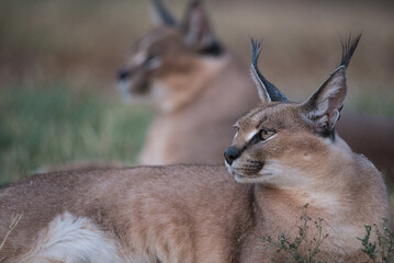 Two Caracals, resting in the African Savanna