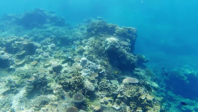 Underwater image of coral reef. Diving. Snorkeling.