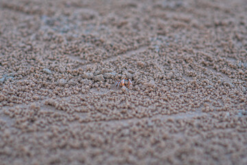 Fototapeta na wymiar Small crab on the beach