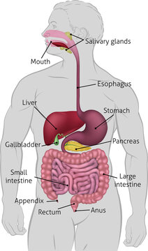 Human Gastrointestinal Digestive System
