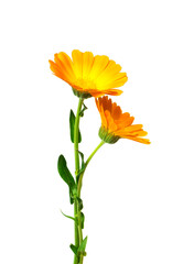 Calendula. Marigold flowers with leaves isolated on white