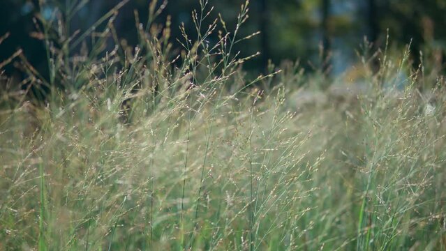 (Panicum Virgatum) Switchgrass Moving Gently In Green Summer Meadow - close up